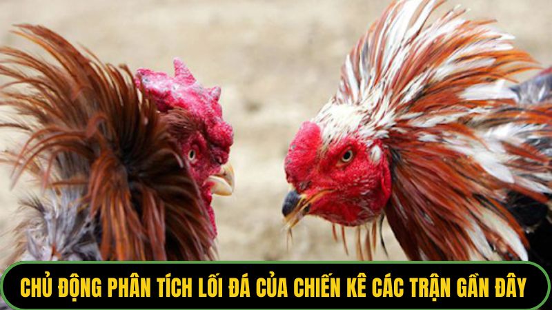 Chủ động phân tích lối đá của chiến kê các trận gần đây 