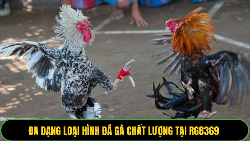 Đa dạng loại hình đá gà chất lượng tại RG8369 