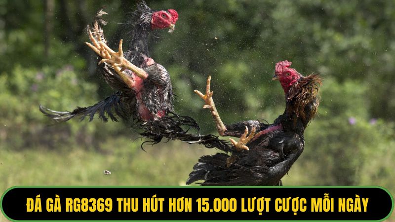 Đá gà RG8369 thu hút hơn 15.000 lượt cược mỗi ngày