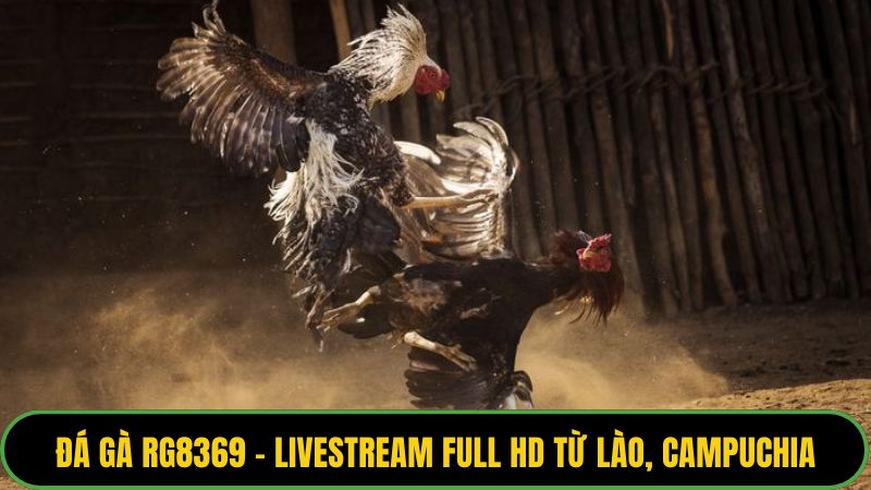 Đá Gà RG8369