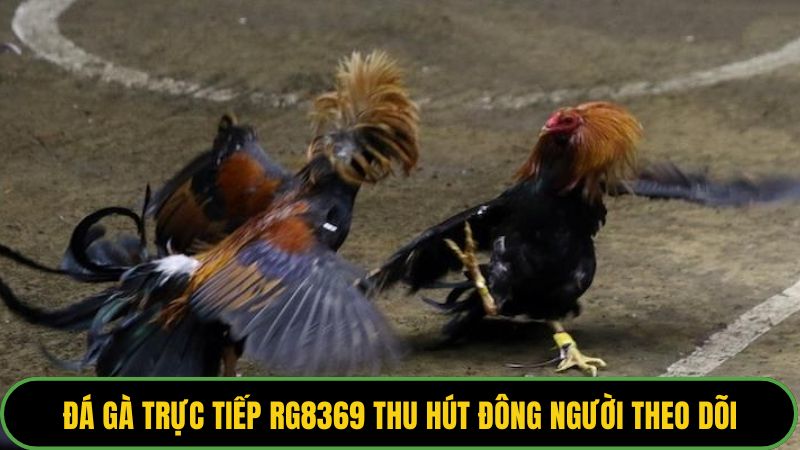 Đá gà trực tiếp RG8369 thu hút đông người theo dõi