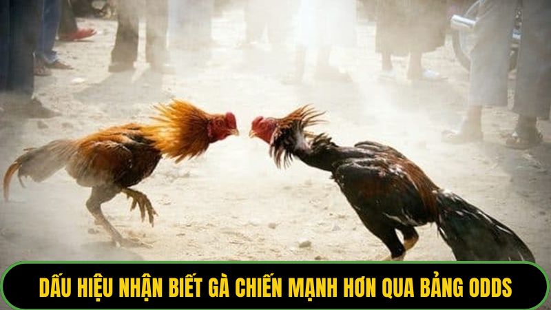 Dấu hiệu nhận biết gà chiến mạnh hơn qua bảng odds