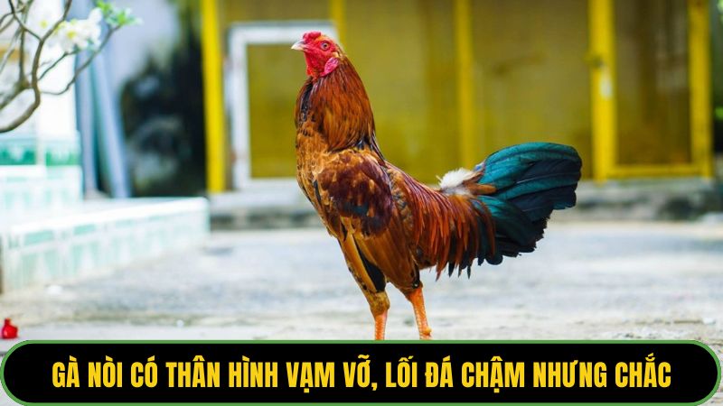 Gà nòi có thân hình vạm vỡ, lối đá chậm nhưng chắc