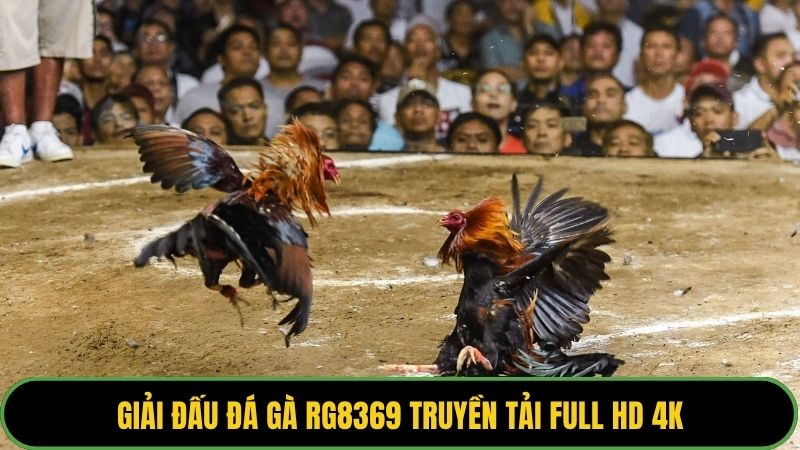Giải đấu đá gà RG8369 truyền tải full HD 4K
