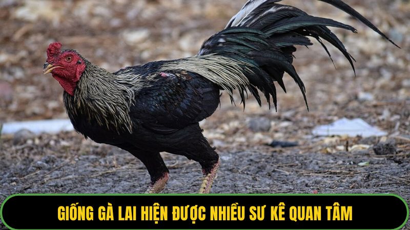 Giống gà lai hiện được nhiều sư kê quan tâm