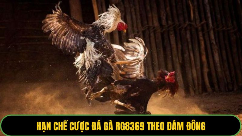 Hạn chế cược đá gà RG8369 theo đám đông