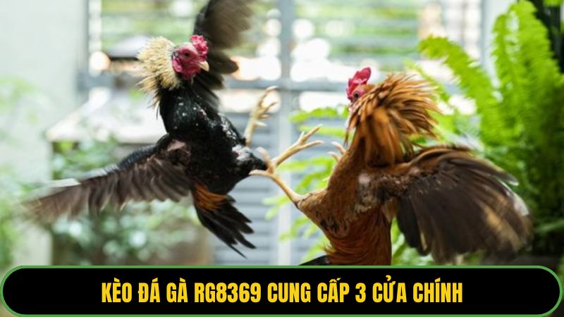 Kèo đá gà RG8369 cung cấp 3 cửa chính