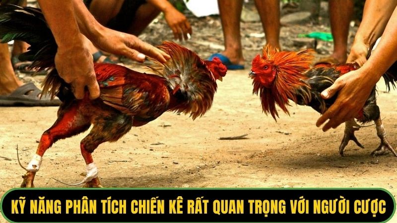 Kỹ năng phân tích chiến kê rất quan trọng với người cược