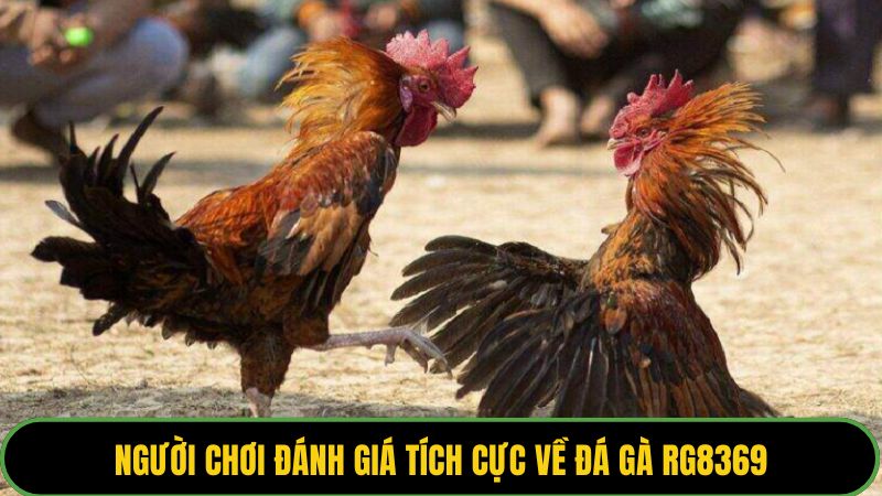 Người chơi đánh giá tích cực về đá gà RG8369