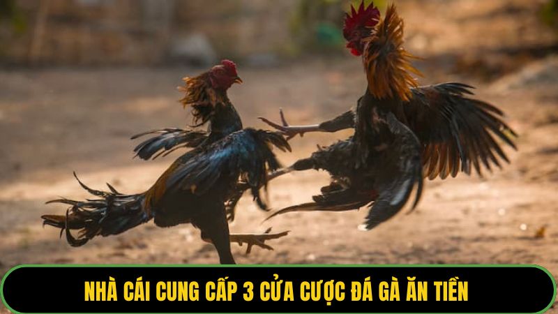 Nhà cái cung cấp 3 cửa cược đá gà ăn tiền 