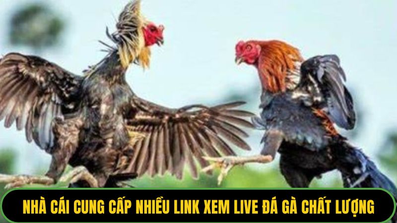 Nhà cái cung cấp nhiều link xem live đá gà chất lượng, an toàn