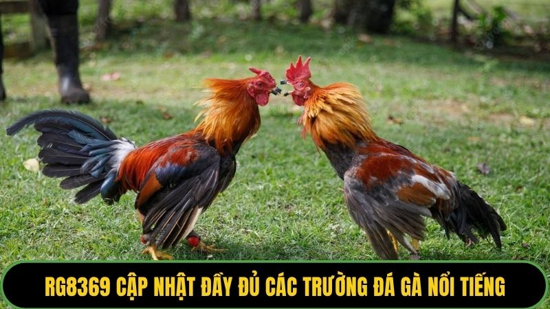 RG8369 cập nhật đầy đủ các trường đá gà nổi tiếng