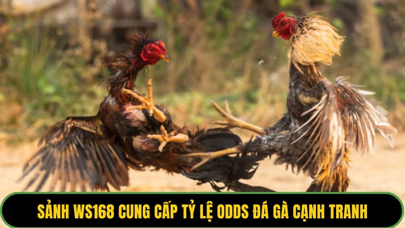 Sảnh WS168 cung cấp tỷ lệ odds đá gà cạnh tranh