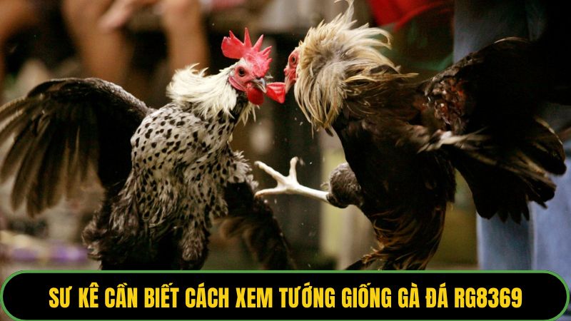 Sư kê cần biết cách xem tướng giống gà đá RG8369